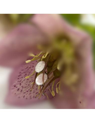 Perceuse d'oreille ovale rhodiée petit