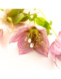 boucle d'oreille argent rhodié forme ovale création artisanale pour femme imaginée par Just'In Jewels