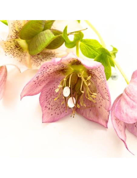 boucle d'oreille argent rhodié forme ovale création artisanale pour femme imaginée par Just'In Jewels