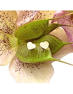 Puce d'oreille coeur... 2