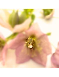 Puce d'oreille ovale...