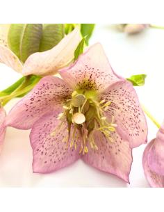 Puce d'oreille ovale... 2