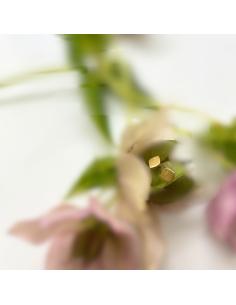 Puce d'oreille carrée... 2