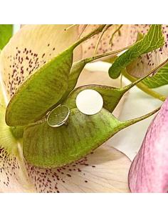 Perceuse d'oreille ronde... 2